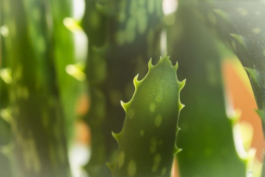 Ползите от консумирането на алое вера и как да го приготвим