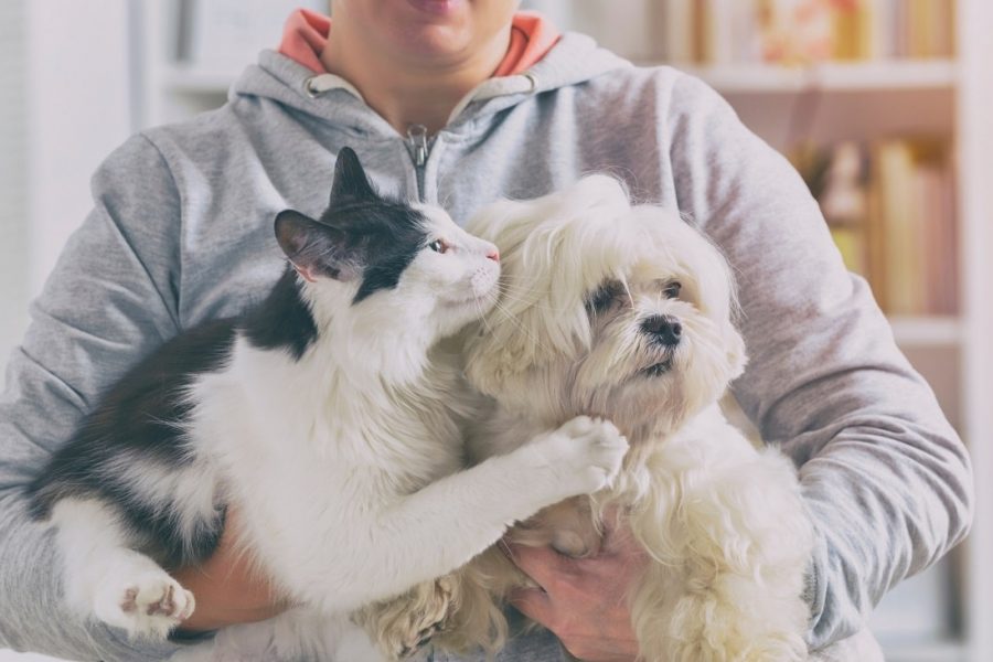 Как Да Поддържате Домашните Си Любимци Щастливи и Здрави?