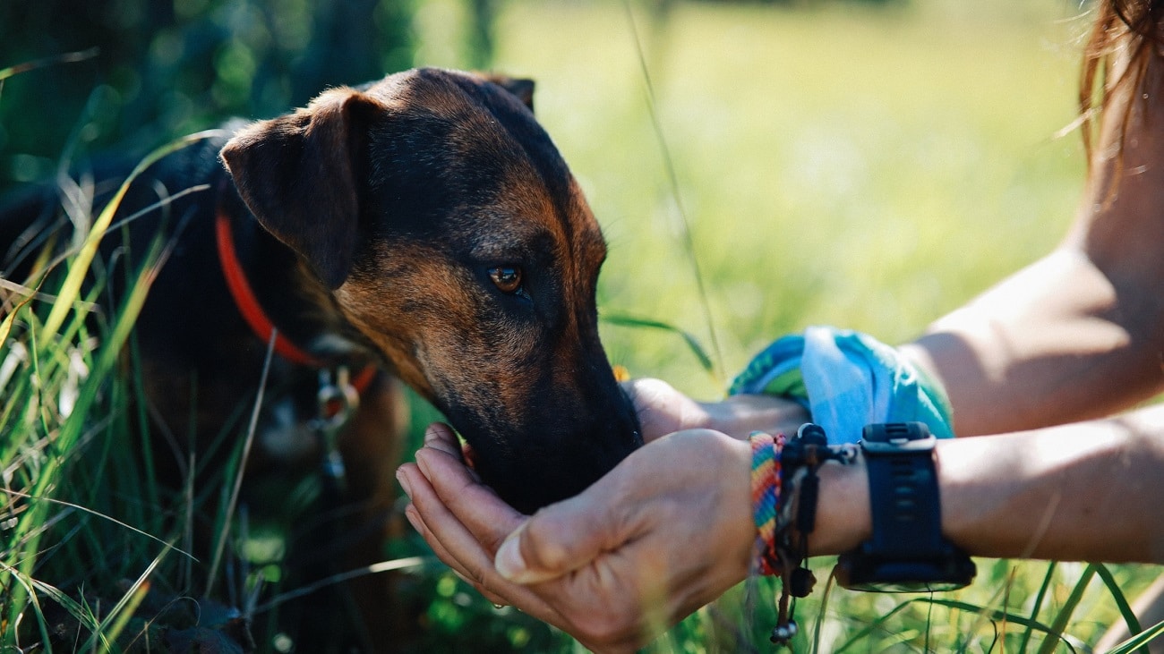 Хидратирайте домашния си любимец