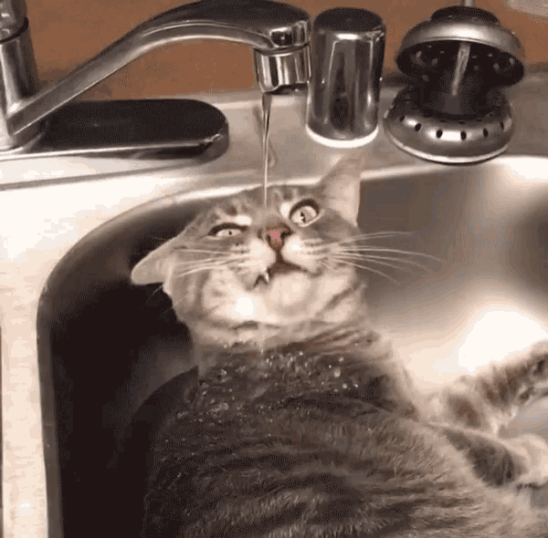 Thirsty Drinking From Faucet