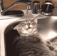 Thirsty Drinking From Faucet