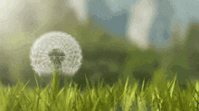Dandelion