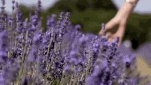 Lavender Touch