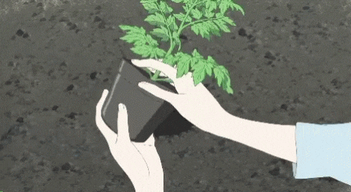Anime Plant