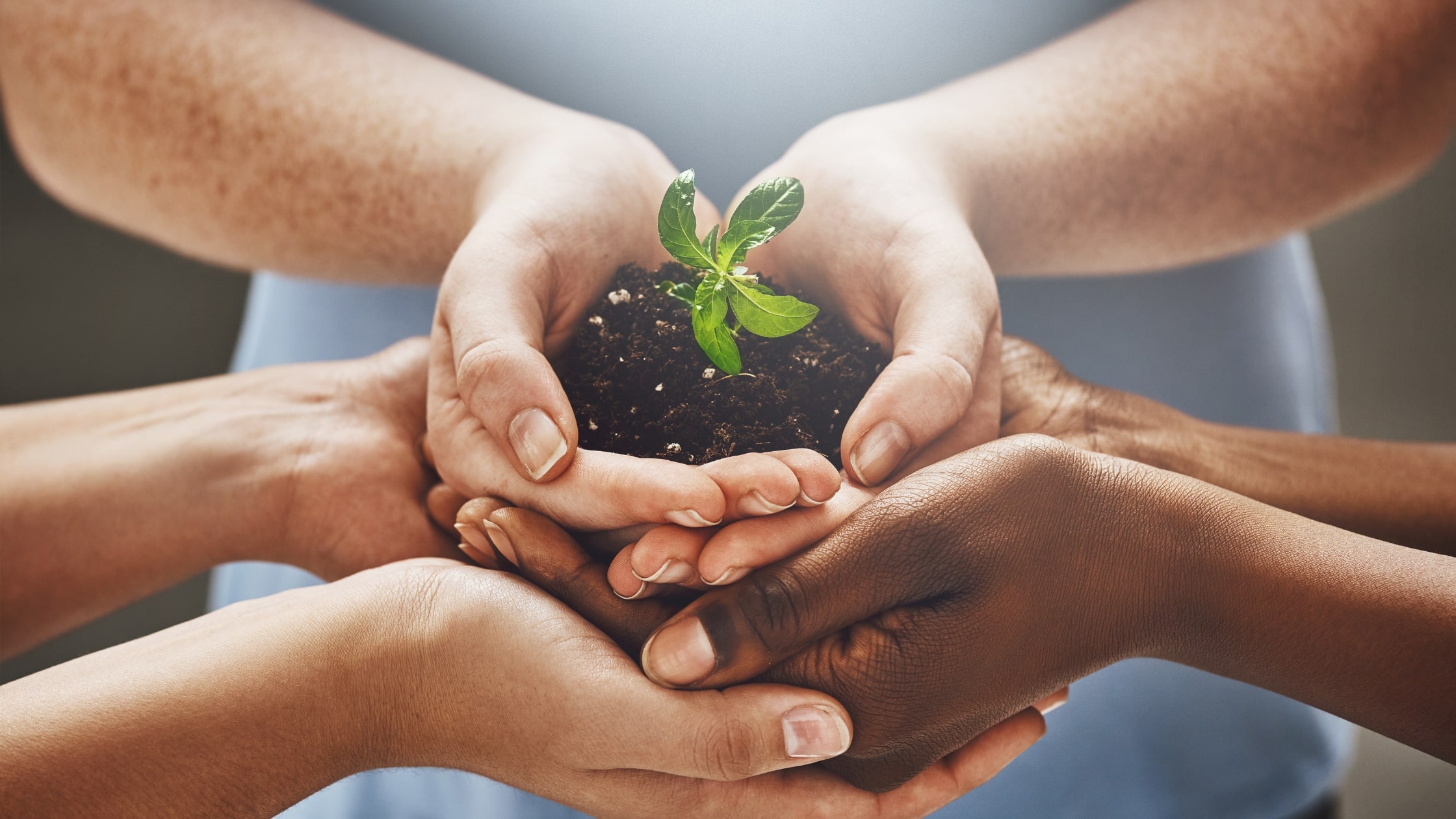 5 Лесни Стъпки Към По-Екологичен Дом