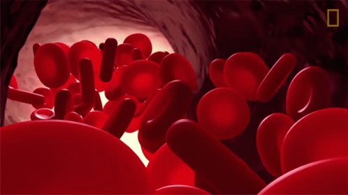 Red Blood Cells National Geographic