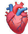 Anatomical Heart Beating Heart