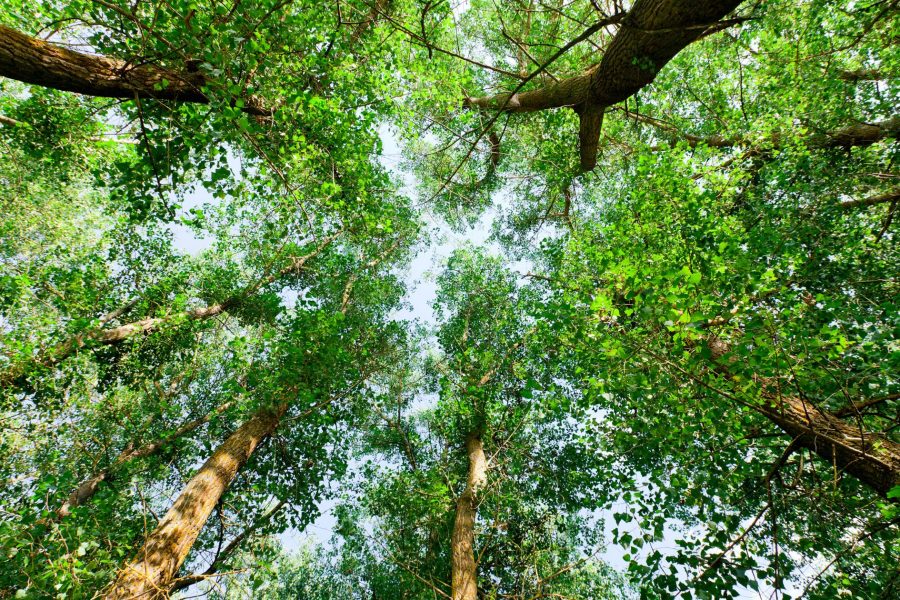 Благотворното влияние на природата: Невероятна Уелнес Практика